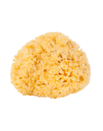 Sea Sponge
