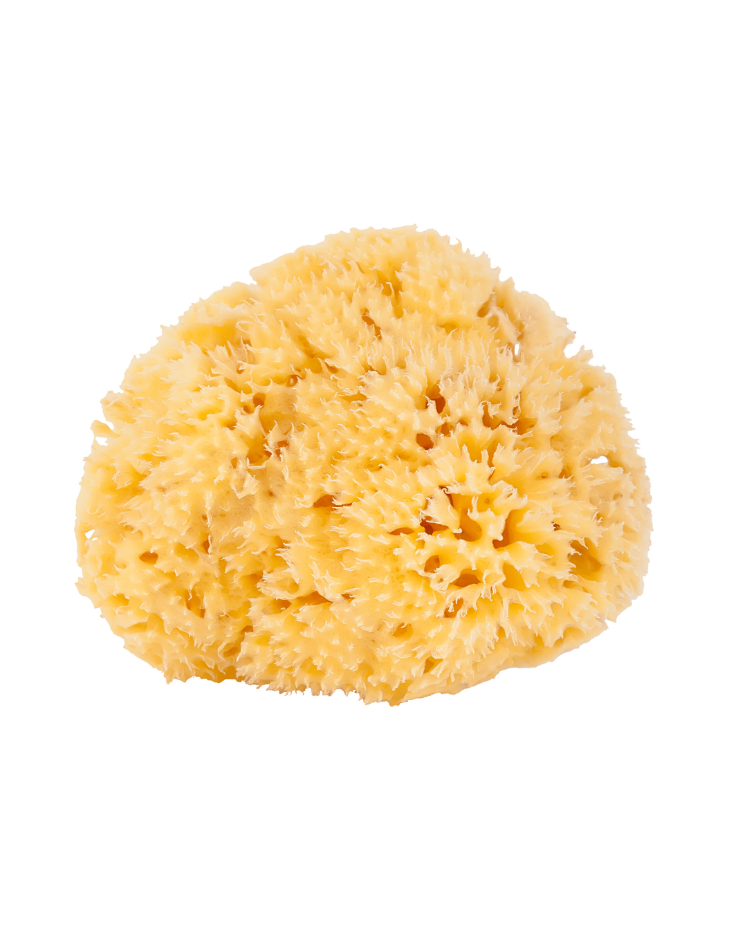 Sea Sponge