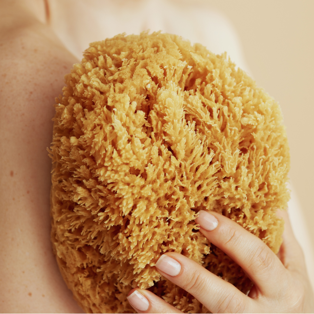 Sea Sponge
