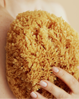 Sea Sponge